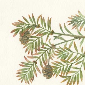 watercolor
